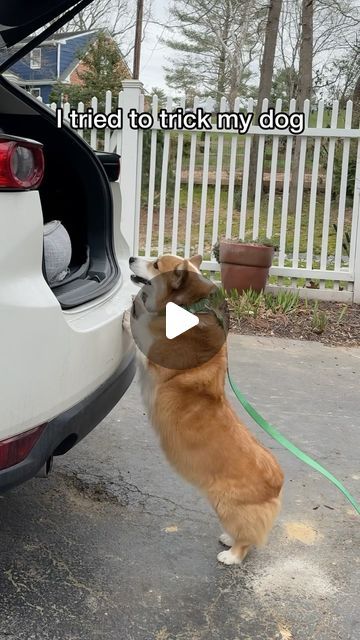 Corgi Puppy Videos, Funny Corgi Videos, Fat Corgi, Corgi Videos, Corgi Gif, Cute Corgi Puppy, Escape Artist, Funny Corgi, Corgi Pictures