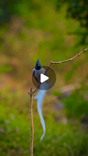 Bird Lovers on Instagram: "Dancing Nature Birds 🐦🦚
#reels #instagram #birds" Paradise Flycatcher, Flycatchers, One Percent, Flying Insects, Reels Instagram, Nature Birds, All Things Cute, Bird Lovers, Bird Feathers