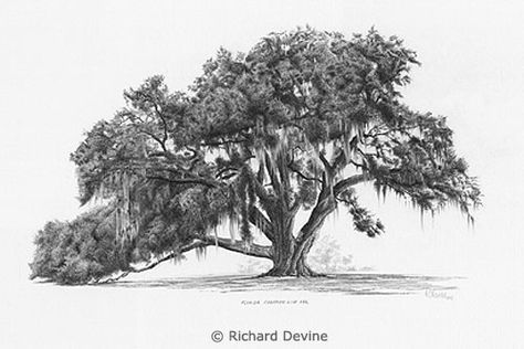 Drawing Midground Trees Tree Tattoo Art, Oak Tree Drawings, Oak Tree Tattoo, White Oak Tree, Angel Oak, Forest Drawing, Tree Drawings Pencil, Live Oak Trees, Tree Sketches