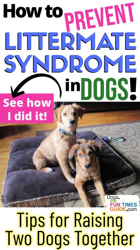 Preventing Littermate Syndrome In Dogs: How To Raise Two Puppies (From The Same Litter OR Different Litters) At Once Without Issues Littermate Syndrome, Crate Training Dog, Dog Training Aggression, Dog Communication, Two Puppies, Puppy Litter, Puppy Time, Dog Commands, Dog Behavior Training