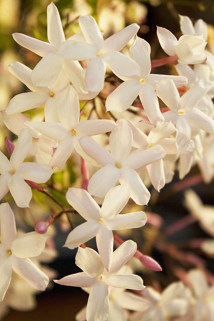 Jasmin Jasmine Flower, Summer Scent, Exotic Flowers, Beautiful Blooms, Lily Of The Valley, Ikebana, Love Flowers, Amazing Flowers, My Flower