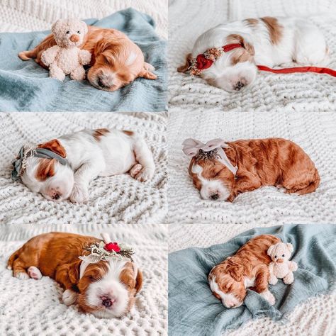 Newborn Dog Photoshoot, Puppy Photoshoot Ideas Fall, Newborn Puppy Litter Photoshoot Ideas, Puppies Photoshoot Ideas, Newborn Puppy Photoshoot Ideas, Puppy Litter Photoshoot Ideas, Puppy Picture Ideas, Puppy Photoshoot Ideas, Puppy Photoshoot