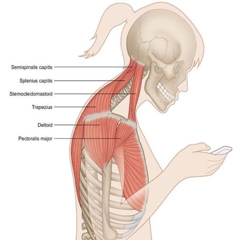 Trapezius Stretch, Punkty Spustowe, Neck Pain Exercises, Sternocleidomastoid Muscle, Forward Head Posture Exercises, Neck And Shoulder Exercises, Neck And Shoulder Muscles, Forward Head Posture, Pectoral Muscles