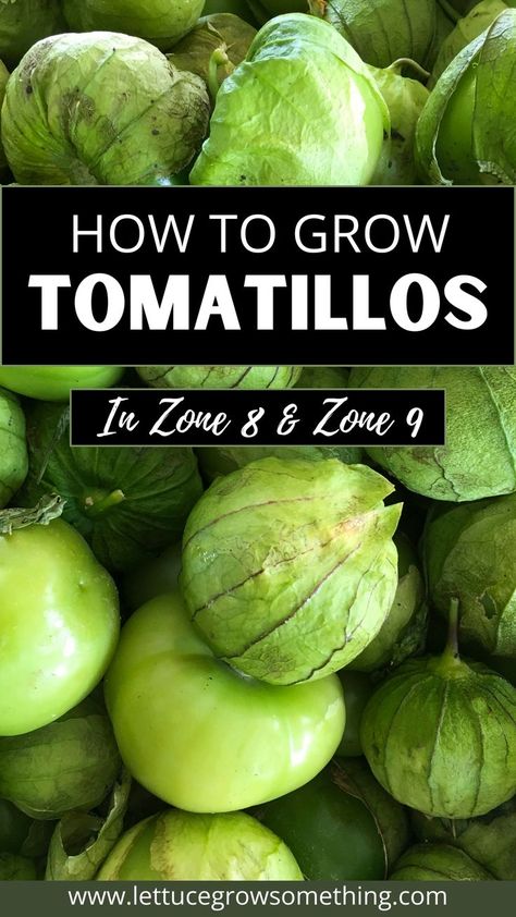 how to grow tomatillos in zone 8 and zone 9. image of tomatillos Growing Tomatillos, Tomatillo Plant, Lettuce Grow, Zone 9, Central Texas, Delicious Fruit, Off Grid Living, Farm Gardens, Tex Mex