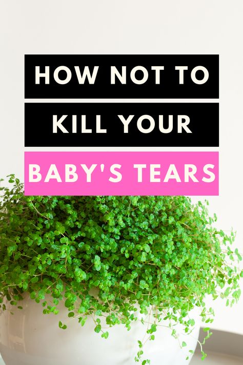 Baby Tears Plant, Cat Safe House Plants, Safe House Plants, Houseplant Ideas, Plant Parenthood, Bucket Garden, Closed Terrarium, Popular Plants, Survival Garden