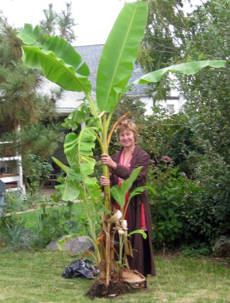 How to Grow Banana Plants in Cool Climates - Dengarden Banana Tree From Banana, Banana Trees Landscape, Red Banana Tree, Growing Papaya, Grow Papaya, Banana Plant Care, Lemon Tree Potted, Recipes Banana Bread, Grow Banana Tree