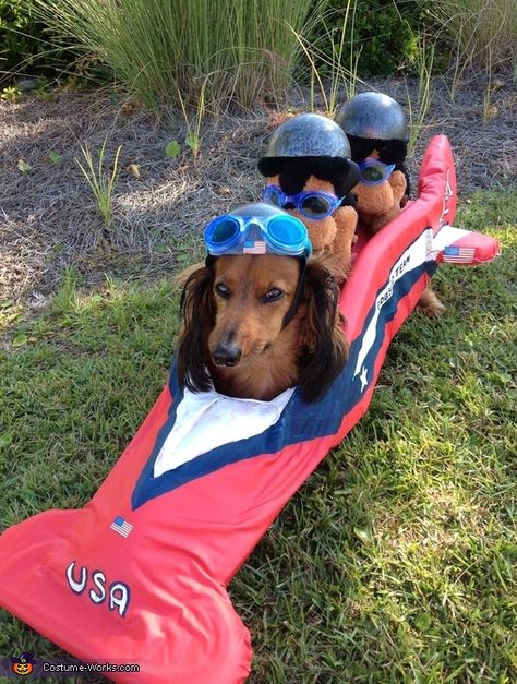 American Bobsled Hotdog Team - Halloween Costume Contest via @costumeworks Dog Costumes Funny, Cozy Beds, Dachshund Funny, Bumbo, Pet Halloween Costumes, Weenie Dogs, Dog Halloween Costumes, Dachshund Puppies, Dachshund Lovers