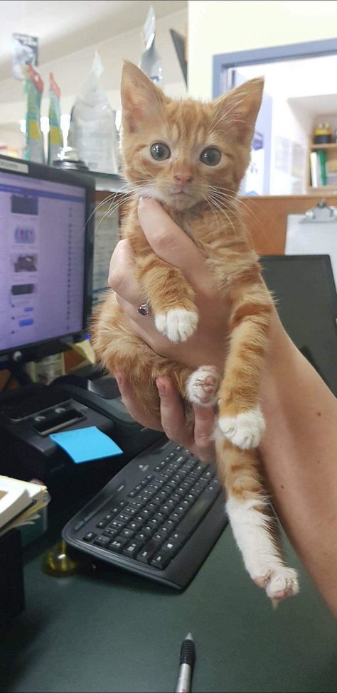 Widdle is now a 16 week old anomaly who is about the size of a 6 - 7 week old kitten. He is my pride and joy. 8 Week Old Kitten, Pet Store Ideas, Gatos Cool, Orange Tabby Cats, Kitten Love, Kitten Pictures, Kittens And Puppies, Old Cats, Cute Cats And Kittens