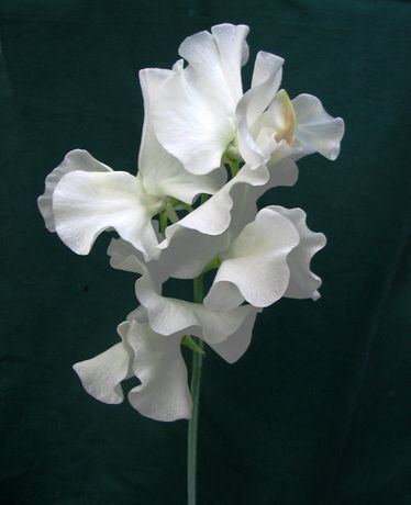 White Sweet Pea, Sweet Pea Bouquet, Growing Sweet Peas, Sweet Pea Seeds, Sweet Pea Flowers, Flannel Flower, Ireland Wedding, Pea Flower, Sweet Peas