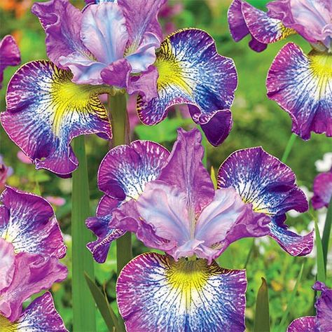 Iris siberica 'How Audacious' Siberian Iris, Be Patience, Root Growth, Hardy Perennials, Hardy Plants, Perennial Plants, Growing Plants, Beautiful Flower, Monday Friday