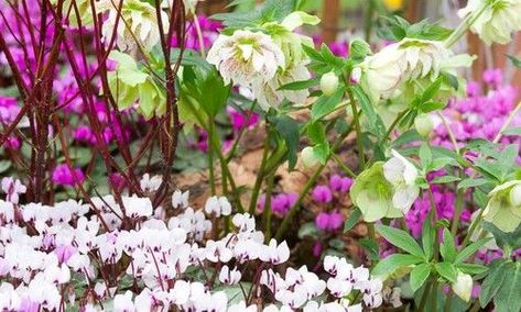 Hellebore Garden Design, Hellebore Companion Plants, Hellebores In Landscape, Winter Border, Shady Garden, Midwest Region, Plant Friends, Bog Garden, Top Bed