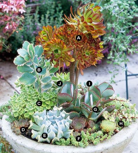 A.	Tree aeonium (Aeonium arboreum)   B.	Variegated showy sedum (Sedum spectabile)  C.	Cuban oregano (Plectranthus amboinicus)  D.	Hen-and-chicks (Sempervivum spp.)  E.	 Echeveria runyonii 'Silver Spoons'  F.	 Sedum furfuraceum  G.	Silver dollar jade (Crassula arborescens 'Blue Bird')  H.	Variegated elephant bush (Portulacaria afra 'Variegata')  I.	 Sedum reflexum 'Blue Spruce  J.	 Pachyveria spp. Sedum Spectabile, Stone Trough, Paddle Plant, Garden Succulents, Types Of Succulents, Dish Garden, Growing Succulents, Succulent Gardening, Garden Images