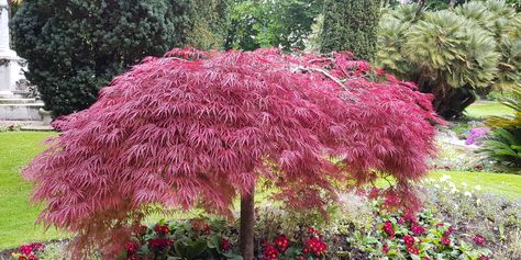 Japanese Maple Tree Landscape, Maple Tree Landscape, Japanese Maple Garden, Hardy Mums, Lily Turf, Trees For Front Yard, Tree Growth, Vegetable Garden Tips, Maple Trees