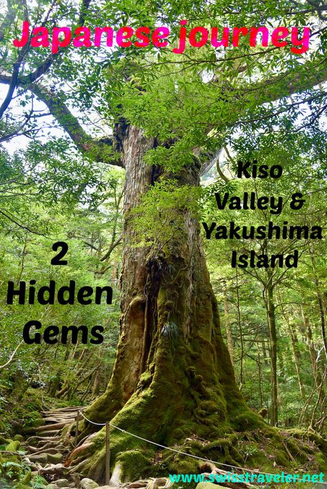 off the beaten path destinations Japan, here Yakushima Island

#japan #visitjapan #goldentrianglejapan #2ndgoldentrianglejapan #tokyo #hakone #kyoto #osaka #kanazawa #takayama #kisovalley #yakushima #japanhiddengems #japanrural #japanoffthebeatenpath #japaninstyle #luxurytravel #travelinstyle #finerthingsinlife #foodtravel #culinarytravel #swissblogger #travelblogger Yakushima Japan, Kiso Valley, Yakushima Island, Japan Luxury, Yakushima, Island 2, Japan Trip, Rural Area, Off The Beaten Path