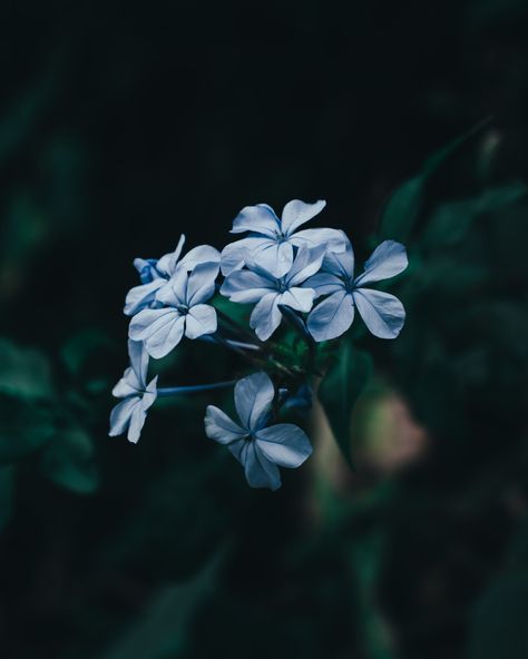 blue flower in tilt shift lens photo – Free Mutare Image on Unsplash Geraniums Aesthetic, Geranium Aesthetic, Blue Geranium, Blue Flower Wallpaper, Qhd Wallpaper, Nature Iphone Wallpaper, Geranium Flower, Flowers Photography Wallpaper, Crazy Wallpaper