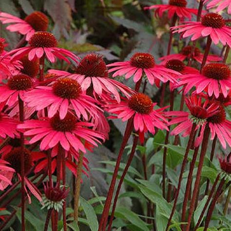 Echinacea Varieties, Butterfly Garden Plants, Making Plant Pots, Flower Pot Design, Echinacea Purpurea, Shade Perennials, Perennial Herbs, Solar Flare, Pollinator Garden