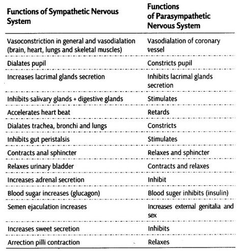 Neural Control and Coordination Class 11 Notes Biology Chapter 21 - CBSE Tuts Neural Control And Coordination Notes, Control And Coordination Notes, Class 11 Biology Notes, Class 11 Notes, Biology Class 11, Notes Biology, Class 11 Biology, Ncert Books, Learn Biology