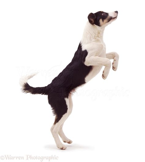 Jumping Dog, White Border Collie, Dog Jumping, Animal Photography Wildlife, Dog Anatomy, Border Collie Puppies, Dog Poses, Australian Cattle Dogs, Border Collie Dog