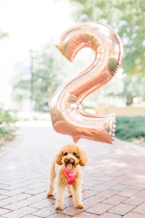 #dogbirthday #dogs #poodle Dog Photography Poses, Dogs Poodle, Doodles Cute, Happy Birthday Dog, Mini Poodles, Birthday Dog, Animal Farm, Noah's Ark, Noahs Ark