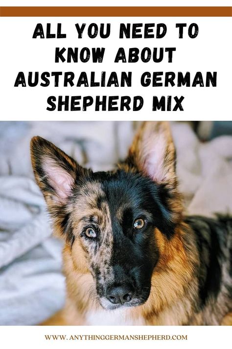 Complete Guide To Know About Australian German Shepherd Mix Also known as a German Australian Shepherd, the cross between an Australian Shepherd and a German Shepherd produces an uncommon designer dog who is smart, social, trainable, affectionate, and athletic. #AustralianShepherdGermanShepherdMix #dogbreed Australian German Shepherd, German Australian Shepherd, Australian Shepherd German Shepherd, German Shepherd Mix Puppies, Dog Car Travel, Cat Ramp, Puppy Mix, German Shepherd Pictures, Search And Rescue Dogs