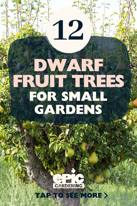 A small pear tree with ripe, green, fruit on it Fruit Tree Front Yard Landscaping, Garden Layout With Fruit Trees, Fruit Tree Lined Driveway, Zone 8 Fruit Trees, How To Plant Fruit Trees, Columnar Fruit Trees, Small Fruit Garden, Landscape With Fruit Trees, Fruit Trees Backyard Landscaping