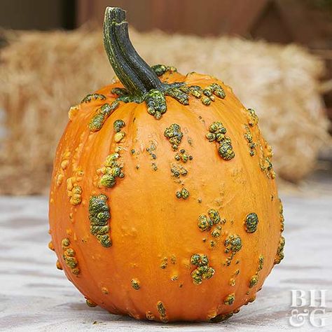 By knowing your pumpkins, you'll be sure to have a jaw-dropping fall display. Knucklehead Pumpkin, Winter Squash Varieties, Classic Pumpkin Pie Recipe, Types Of Pumpkins, Pumpkin Varieties, Squash Varieties, Pumpkin Squash, Pumpkin Carving Ideas, Growing Pumpkins