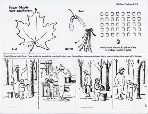 Maple Sugaring – Evolving Beauty Maple Syrup Activities, Maple Syrup Activities For Kids, Maple Syrup Crafts For Kids, Maple Trees For Syrup, Maple Syrup Illustration, Maple Sugaring Activities, Maple Syrup Tree, Maple Tapping, Maple Syrup Taps