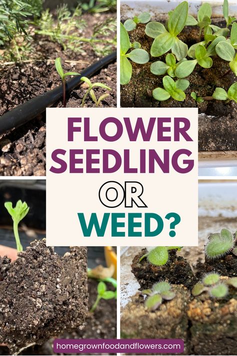 How do you tell the difference between a flower seedling and a weed when you direct sow in the garden? Sometimes they all look the same! Use these three tips to learn how to make an educated guess so you don't go pulling out baby flower seedlings. Identifying Weeds, Gardening Knowledge, Flower Seedlings, Seed Starting Mix, Starting Seeds Indoors, Cut Flower Garden, Baby Flower, Annual Flowers, Mother Plant