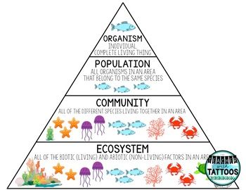 Levels of Organization in an Ecosystem by The Teacher with Tattoos Levels Of Organization Biology Activity, Levels Of Organization In An Ecosystem, Ecosystem Lessons, Ecosystems 3rd Grade, Levels Of Organization Biology, Ecosystem Project, Agriculture Education Classroom, Ecosystem Activities, Levels Of Organization