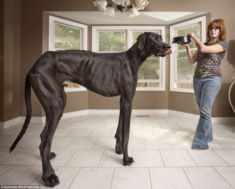 Tallest dog: Three-year-old Great Dane Zeus and his owner Denise Doorlag in Michigan. On his hind legs, he towers over her at 7ft 4in via Guinness World Records Great Dane Names, Regnul Animal, Tallest Dog, Guinness Book Of World Records, Huge Dogs, Big Horses, Dane Dog, Great Dane Dogs, Large Animals