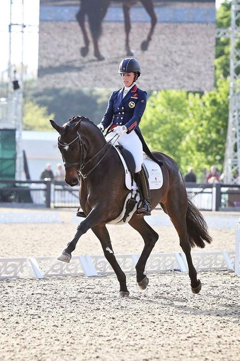 Dressage Horses Photography, Dressage Photography, Charlotte Dujardin, Dressage Exercises, Dressage Competition, Horse Competition, Equestrian Dressage, Equestrian Aesthetic, Beautiful Horse Pictures