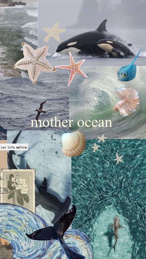 #marinebiology #aesthetic #oceanlife #vibes Good Wallpapers, Oceanography Marine Biology, Ocean Room Decor, Beach Wall Collage, Ocean Girl, Cute Summer Wallpapers, Taken Pictures, Beautiful Sea Creatures, Marine Biologist