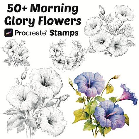 "Elevate your digital artistry with our enchanting Morning Glory Flower Procreate Stamps and Brushes, available for instant digital download. Whether you're a seasoned illustrator or just starting your creative journey, these charming tools will add a delightful touch to your Procreate projects. 🌸 What's Included: A collection of adorable Morning Glory Flower Procreate Stamps: These whimsical stamps feature a variety of Morning Glory Flower, each with its own unique character and charm. Floral Procreate Brushes: We've carefully crafted a set of brushes that complement the stamps perfectly. These brushes are designed to help you add depth, shading, and details to your floral illustrations, giving your artwork a professional finish. 🌼 Why Choose Our Procreate Stamps and Brushes: High-Quali Morning Glories Drawing, Morning Glory Line Drawing, Morning Glory Outline, Morning Glory Flowers Drawing, Morning Glory Tattoo Design, Morning Glory Drawing, Morning Glory Flowers Tattoo, Procreate Projects, Flower Procreate