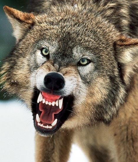 Wolf Pack Hunting Real Life | Big Bad Wolves Wolf Growling, Scary Wolf, Lup Singuratic, Snarling Wolf, Angry Wolf, Wolf Images, Wolf Photos, Howl At The Moon, Wolf Love