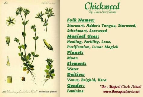 Flowers Witchcraft, Herb Properties, Plant Magick, Magickal Herbs, Witch Herbs, Magia Das Ervas, Witch Garden, Magic Herbs, Kitchen Witchery