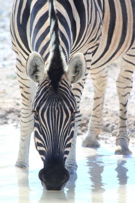 Giraffe Drinking Water, South African Animals, Zebra Drawing, Zebra Wallpaper, Etosha National Park, Zebra Painting, Zebra Art, Animal Activist, Zebras Animal