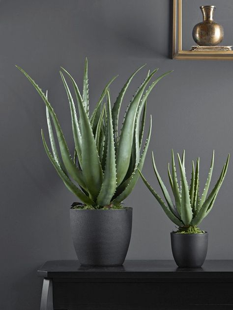 House Plants Decor Living Room, Potted Aloe Vera, Aloe Plant Care, Aloe Vera Plant Indoor, Plant Decor Living Room, Hanging Indoor Plants, Indoor Plant Wall, Hanging Plant Wall, Vegetable Garden Diy