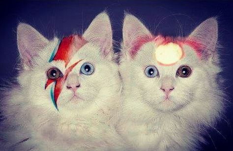 Bowie Cat, Bowie Labyrinth, Moonage Daydream, Ziggy Stardust, Mötley Crüe, Silly Animals, Silly Cats, Glam Rock, The Marauders