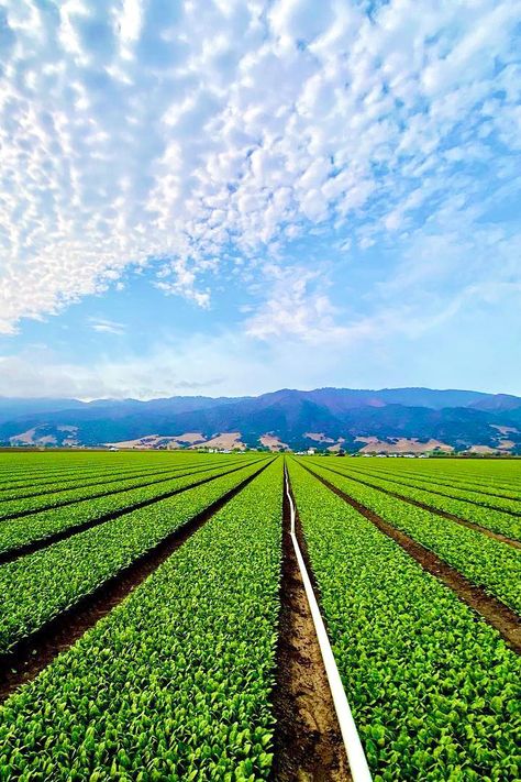 Agriculture Photography Farmers, Agriculture Images, Agriculture Pictures, Salinas Valley, Agriculture Photography, Farmer Life, Agriculture Photos, Salinas California, Agriculture Projects