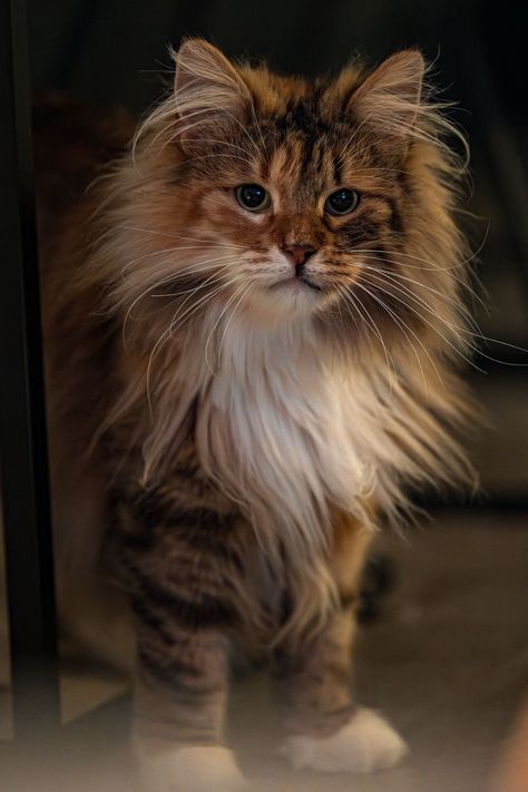 21 Gorgeous Cat Breeds With Pictures Mini Cats Breed, Prettiest Cat Breeds, Pretty Cats Unique, Small Cat Breeds, Exotic Cat Breeds, Types Of Cats Breeds, Fluffy Cat Breeds, Different Breeds Of Cats, Feline Beauty