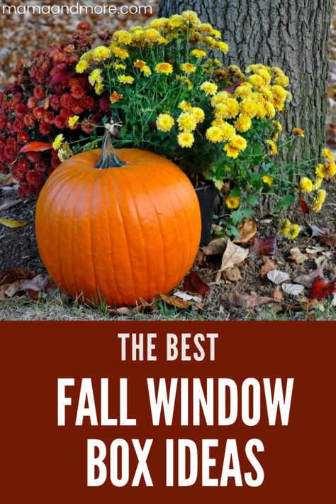 The Best Fall Window Box Ideas - Mama and More Mums In Flower Boxes, Fall Window Boxes Ideas, Fall Flower Boxes, Diy Window Box Planter, Window Baskets, Window Box Ideas, Fall Window Boxes, Window Boxes Diy, Fall Windows