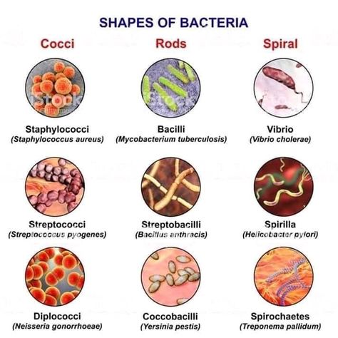 Shapes Of Bacteria, Sterile Processing Tech, Bacteria Shapes, Shapes Illustration, Medical Laboratory Technician, Computer Illustration, Microbiology Lab, Med Lab, Clinical Chemistry