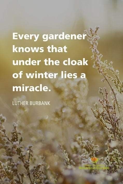 Quotes Gardening, Winter Garden Ideas, Gardening Aesthetic, Winter Gardening, Garden Quotes, Garden Journal, Love Garden, Flower Quotes, Garden Signs