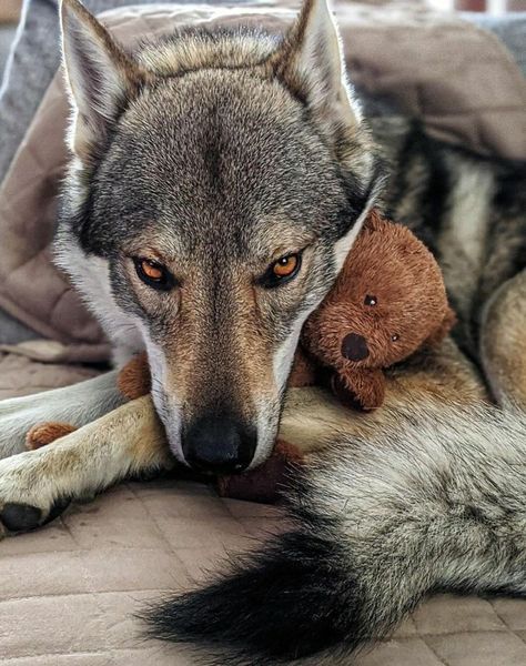 Czech Wolfdog, Northern Inuit, Coyote Animal, Wolf Poses, Czechoslovakian Wolfdog, Funny Looking Cats, Wild Dogs, Wolf Dog, A Wolf