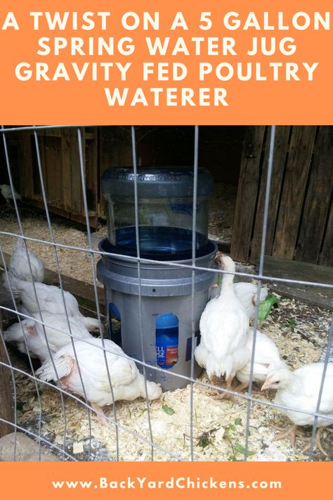 One of our members needed a big waterer for their 26 meat birds desperately, then an idea was born.   15 minutes is all you should need to make your own 5 Gallon Spring Water Jug Gravity Fed Poultry Waterer if you have the supplies!  SUPPLY LIST: 5 gallon bucket  5 gallon water jug Coffee Containter   You betcha that's all folks! Read on for the step by step instructions! 5 Gallon Jug Ideas, 5 Gallon Water Jug Storage, Large Chicken Waterer Diy, 5 Gallon Water Jug Ideas Diy, Large Chicken Waterer, Diy Chicken Waterer 5 Gallon Buckets, 5 Gallon Bucket Chicken Waterer, 5 Gallon Bucket Watering System For Chickens, Rabbit Waterer