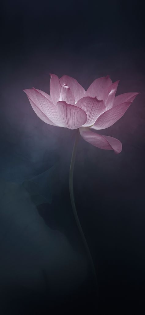 Lotus Wallpaper Backgrounds, Cute Wallpapers Aesthetic Pastel Dark, Blue Flower Tattoos, Pretty Flowers Photography, Lotus Flower Wallpaper, Lotus Wallpaper, Moonlight Photography, Lotus Flower Art, Iphone Wallpaper Stills