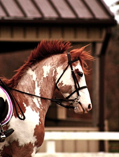 Painted Horses, Pinto Horse, Paint Horse, Majestic Horse, All The Pretty Horses, Horses And Dogs, Horse Crazy, Cute Horses, Horse Coloring