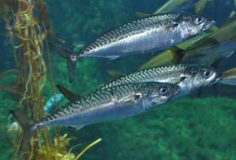 Atlantic Mackerel, How To Farm, Mackerel Fish, Fish Breeding, Marine Ecosystem, Marine Fish, Fish Farming, Oceans Of The World, Health Check