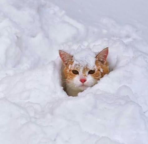 Winter Cat, Adorable Cats, Secret Agent, Cat Icon, Cat Boarding, Cat Aesthetic, Silly Cats, Cat Cat, Pretty Cats