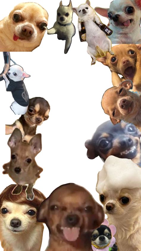 Chihuahua Wallpaper, Chihuahua, Dogs